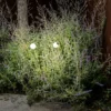 Lámpara sobremuro LED Cuca, negro, acero inoxidable/vidrio, altura 65 cm